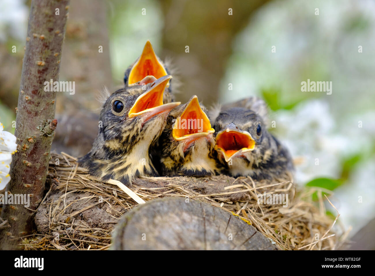 Dans la couvée d'oiseaux nichent sur l'arbre en fleurs, oiseaux de bébé, avec une nidification becs orange en attente de l'alimentation. Banque D'Images