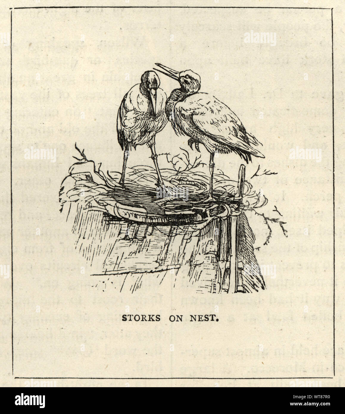 Vintage gravure de faune, oiseaux, les cigognes sur un nid, 19e siècle Banque D'Images