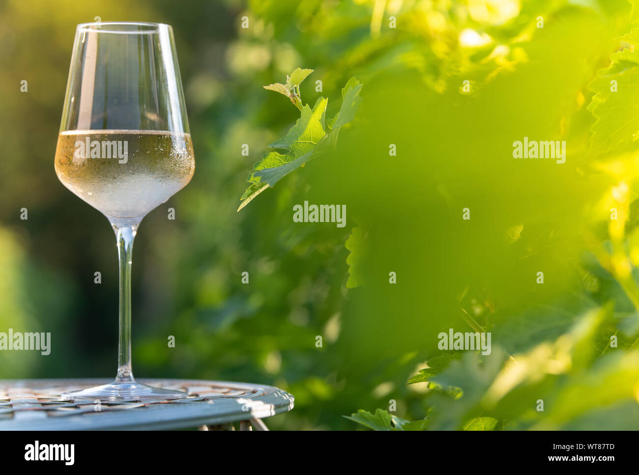 Verre de vin blanc sec sur la table de la vigne Banque D'Images