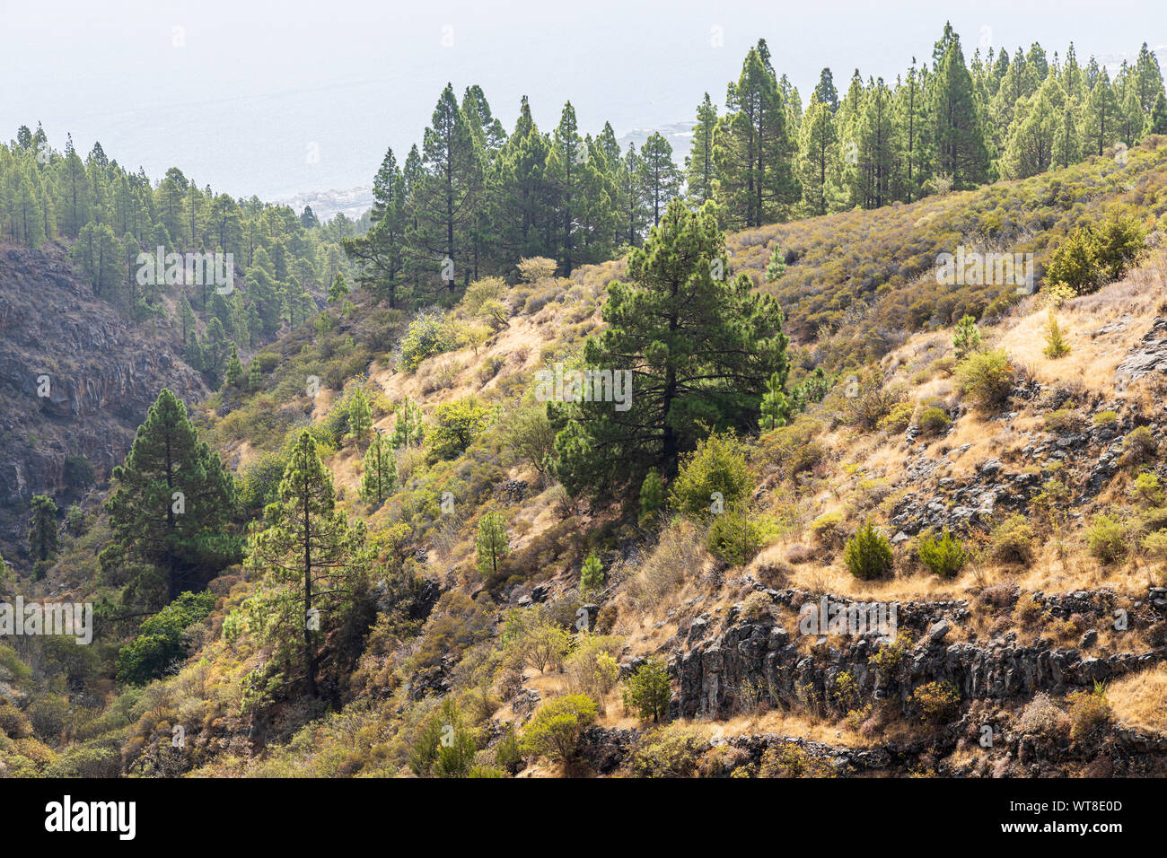 Randonnées et chemins de barrancos et forêt de pins dans la région de Araya, Tenerife, Canaries, Espagne Banque D'Images