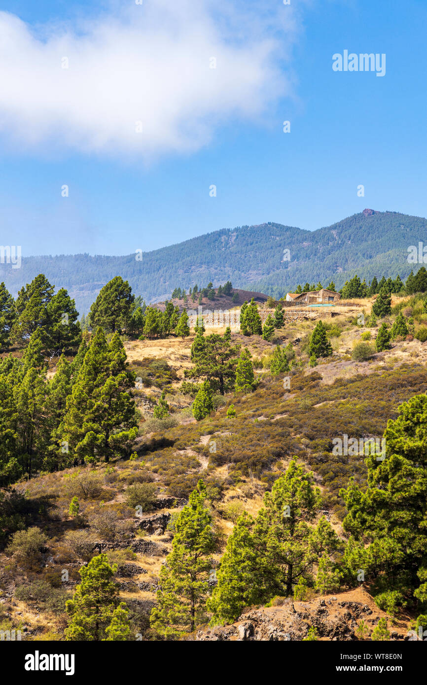 Randonnées et chemins de barrancos et forêt de pins dans la région de Araya, Tenerife, Canaries, Espagne Banque D'Images