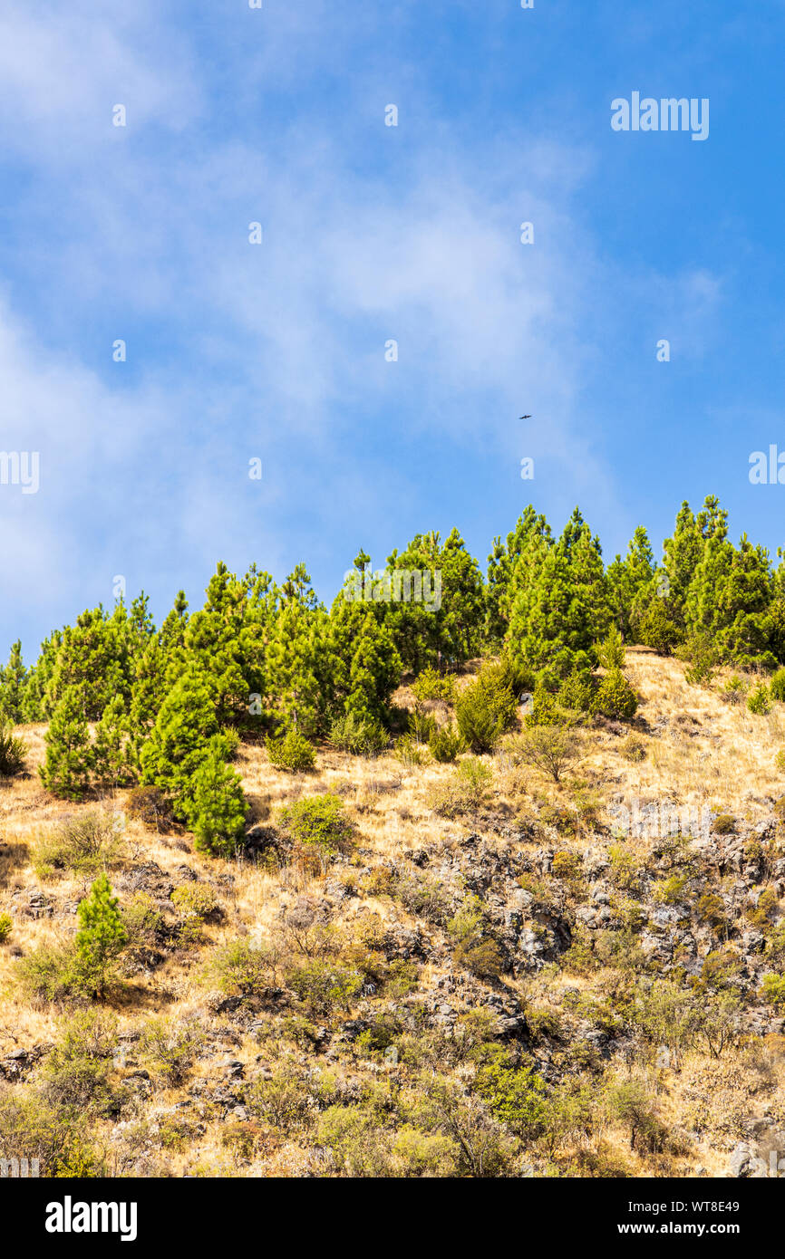 Randonnées et chemins de barrancos et forêt de pins dans la région de Araya, Tenerife, Canaries, Espagne Banque D'Images