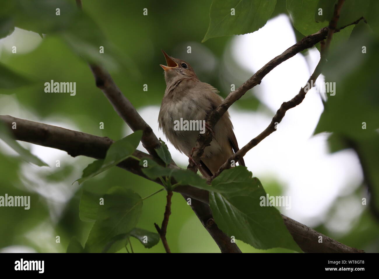 Singende Nachtigall am Abend im Baum * rossignol chantant dans l'arbre à l'aube | Nahaufnahme - close up Banque D'Images