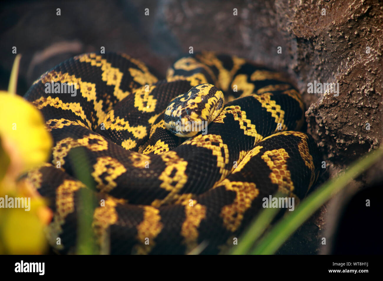 Serpent python tapis Jungle en bon équipée terrarium. Morelia spilota  toxiques non espèce de serpent bénéficie d'chaleur de son terrarium en  verre Photo Stock - Alamy
