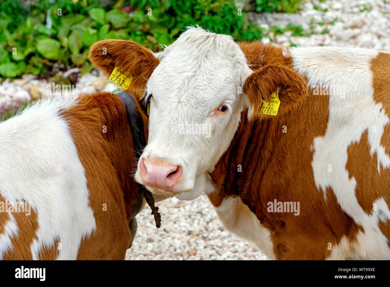À la vache à l'appareil photo dans le Tyrol Autriche alm sur le fromage au lait de montagne publicité Banque D'Images