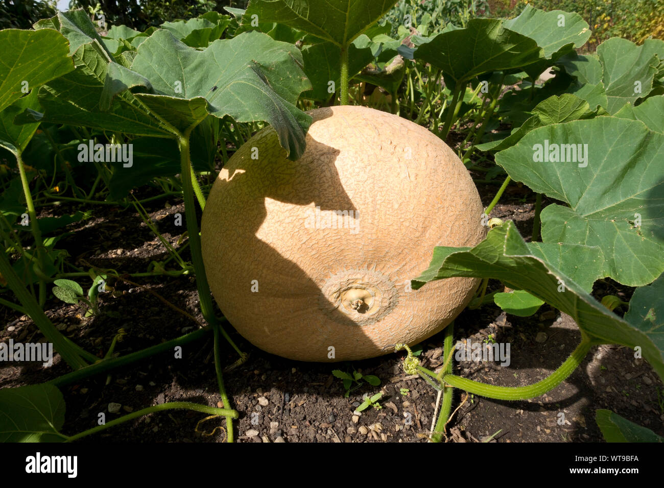 Gros plan d'une grande plante de citrouille qui pousse dans un jardin en été Angleterre Royaume-Uni Grande-Bretagne Banque D'Images