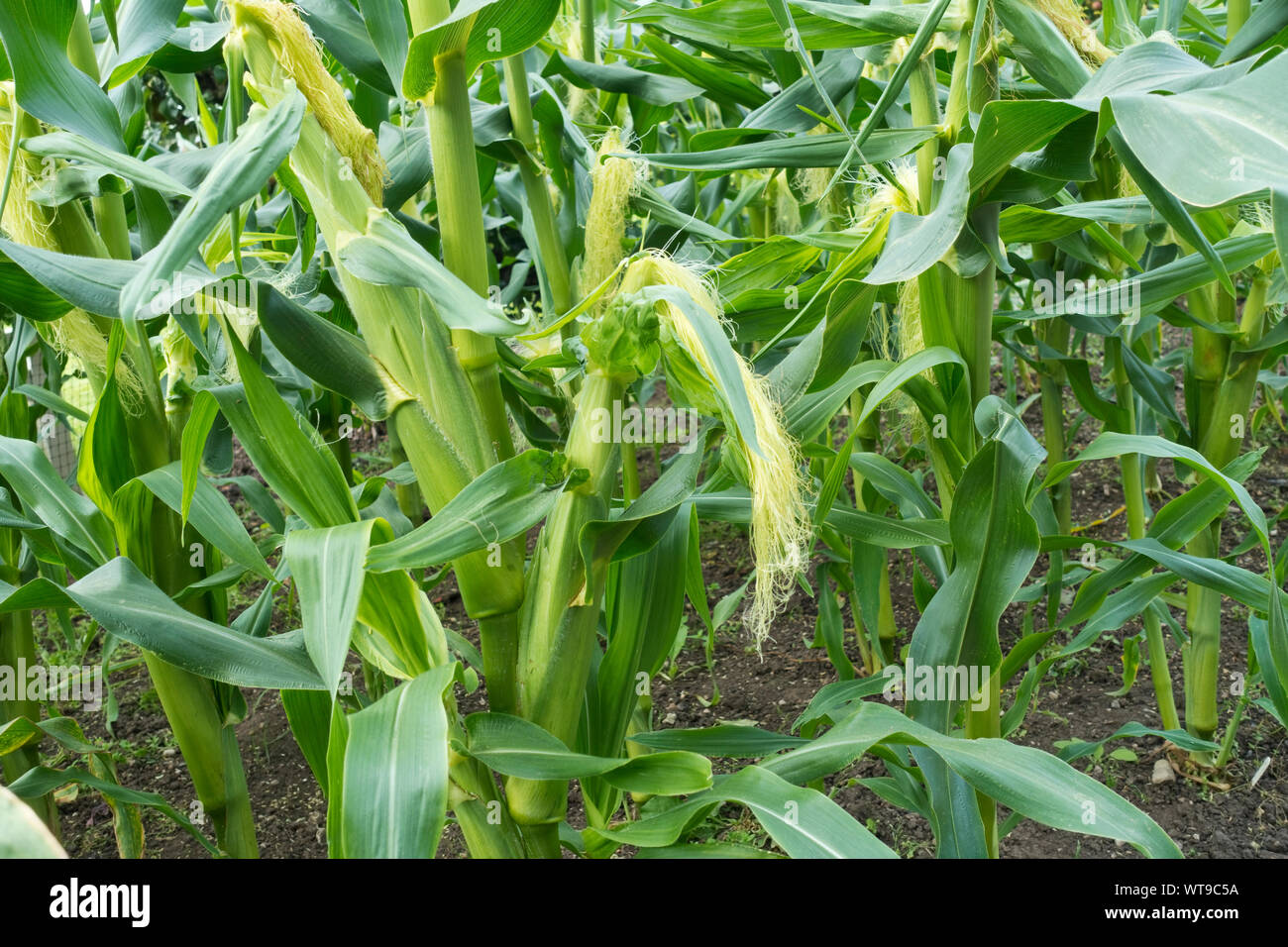 Gros plan de jeunes plants de légumes Sweetcorn Swift poussant dans un jardin en été Angleterre Royaume-Uni Royaume-Uni Grande-Bretagne Banque D'Images