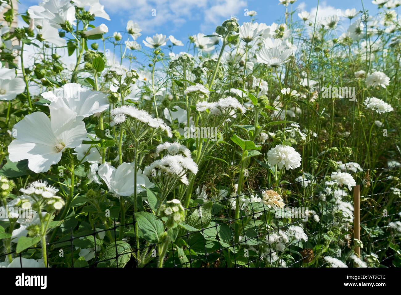 Gros plan de fleurs blanches ageratum lavatera et cosmos poussant dans un jardin de chalet frontière en été Angleterre Royaume-Uni Grande-Bretagne Banque D'Images