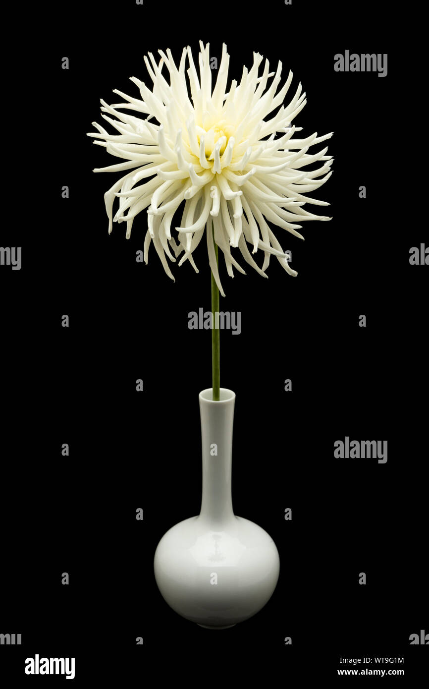 Cactus Dahlia blanc dans un vase isolé sur fond noir Banque D'Images
