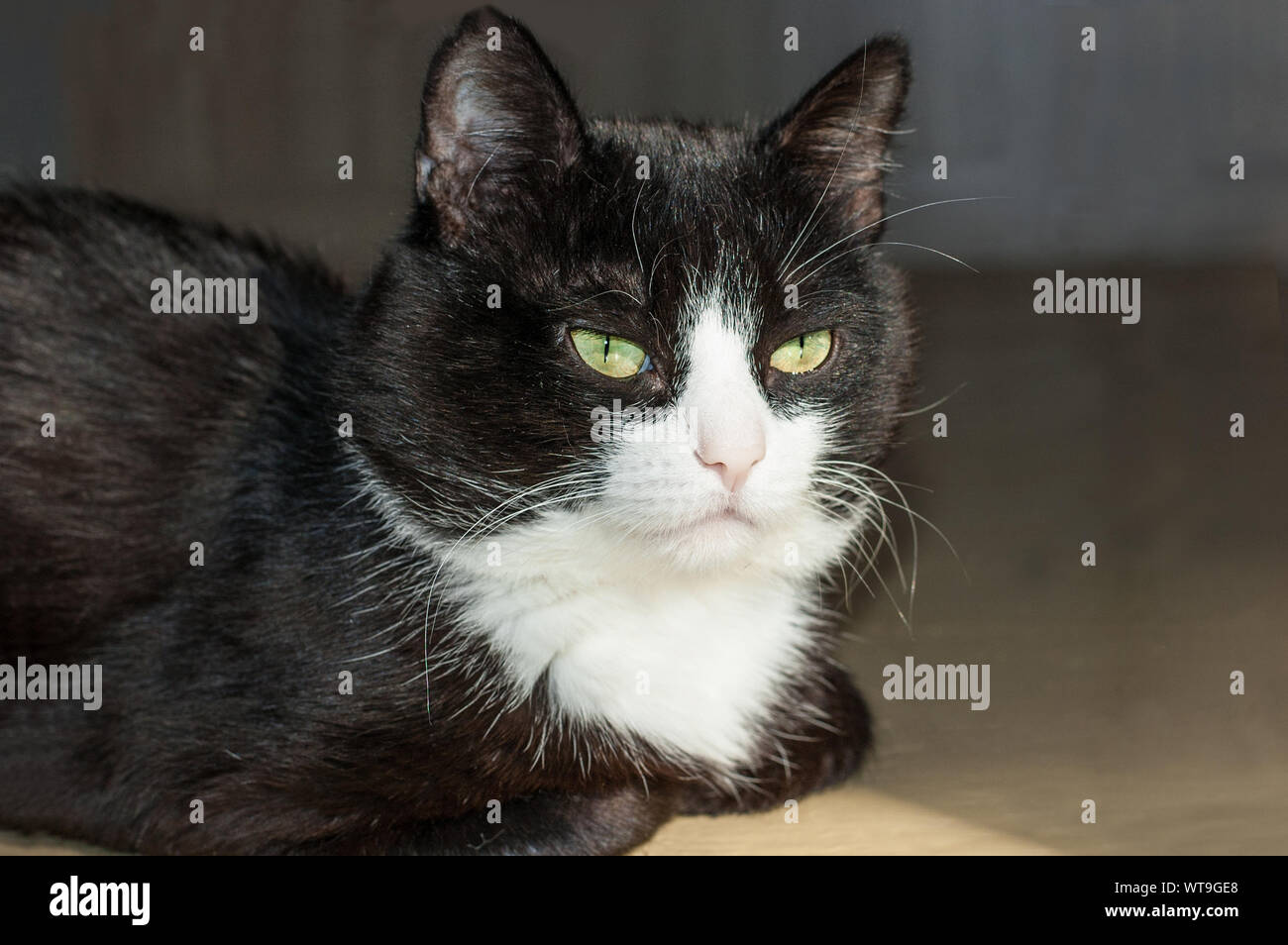Chat Noir Sur Le Plancher A La Maison Mignon Chat Noir Avec Un Visage Blanc Et Rose Nez Yeux Vert Photo Stock Alamy Chat Noir Sur Le Plancher A La Maison Mignon Chat Noir Avec Un Visage Blanc Et Rose Nez Yeux Vert Photo Stock Alamy