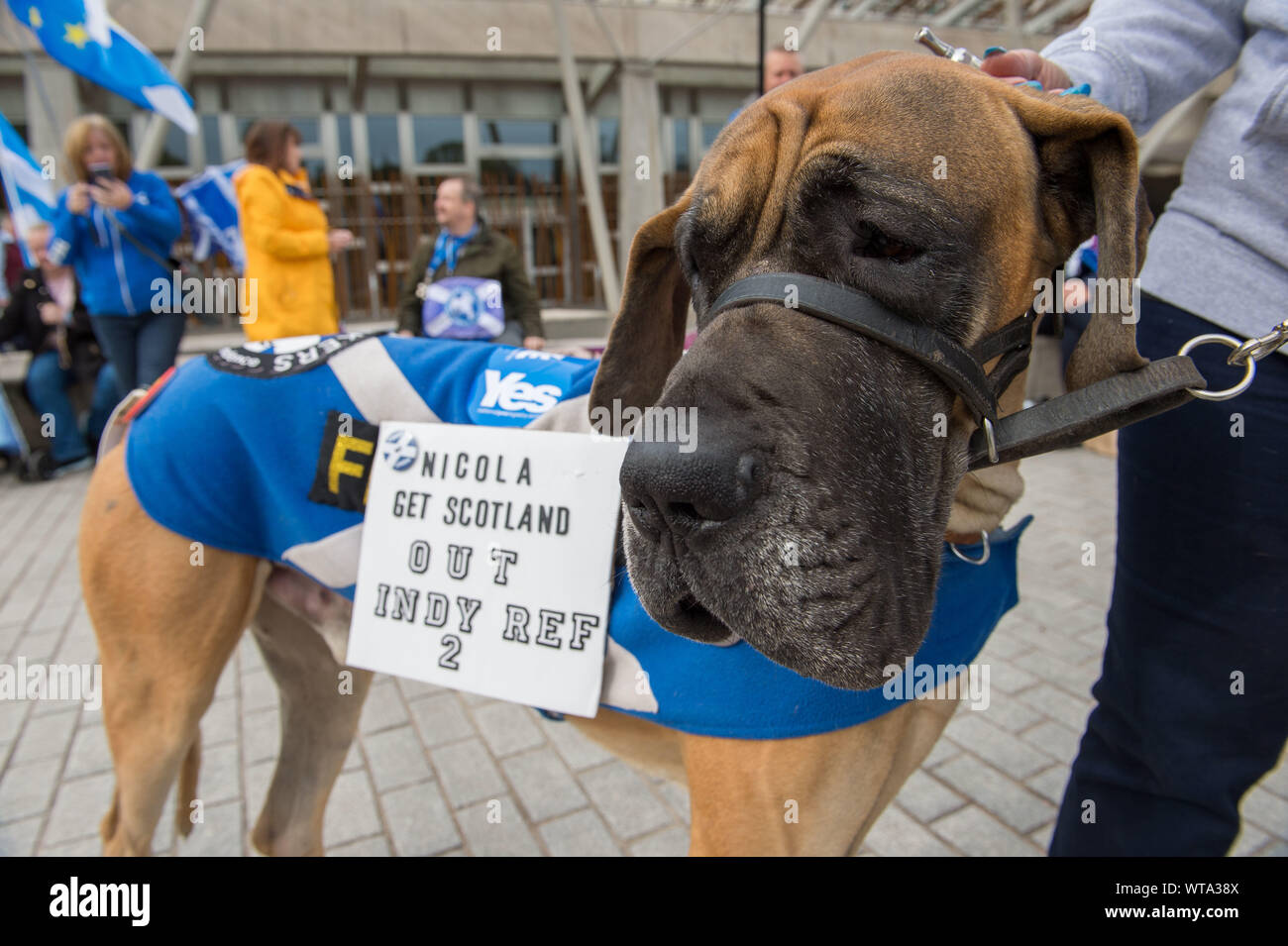 Edinburgh, Royaume-Uni. 5 septembre 2019. Sur la photo : signe sur un chien qui dit, 'NICOLA OBTENIR L'ECOSSE À INDY REF 2' indépendance Pro et de protestation à l'extérieur du pavillon balbutie Parlement écossais au cours de premier ministres Questions et l'après-midi session débat : 'pas d'accord d'éviter une sortie de l'UE." Colin Fisher/CDFIMAGES.COM Banque D'Images