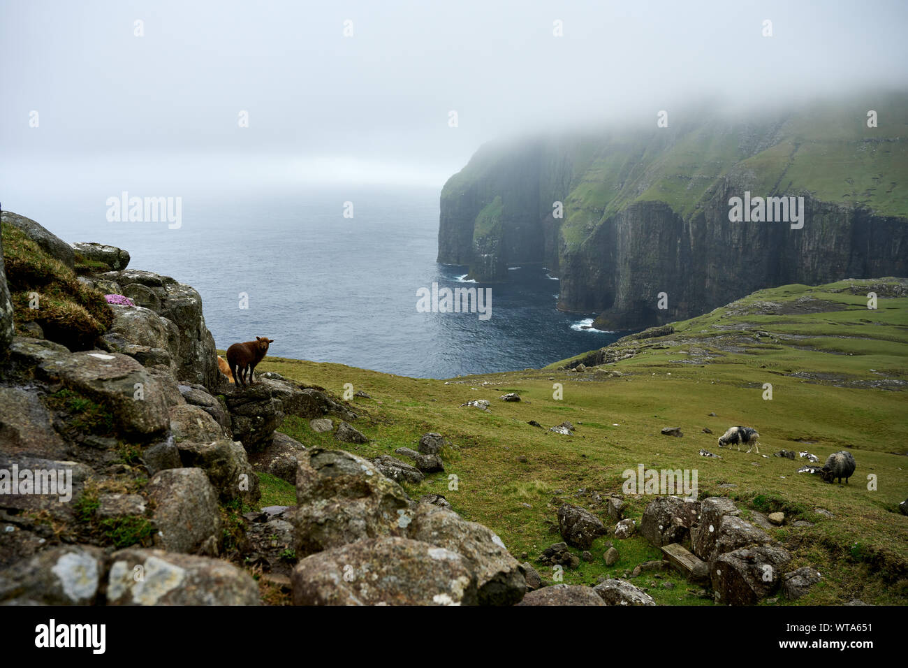 Paysage calme avec des moutons brouter paisiblement sur l'herbe sur mer entouré par l'eau bleue en Îles Féroé Banque D'Images