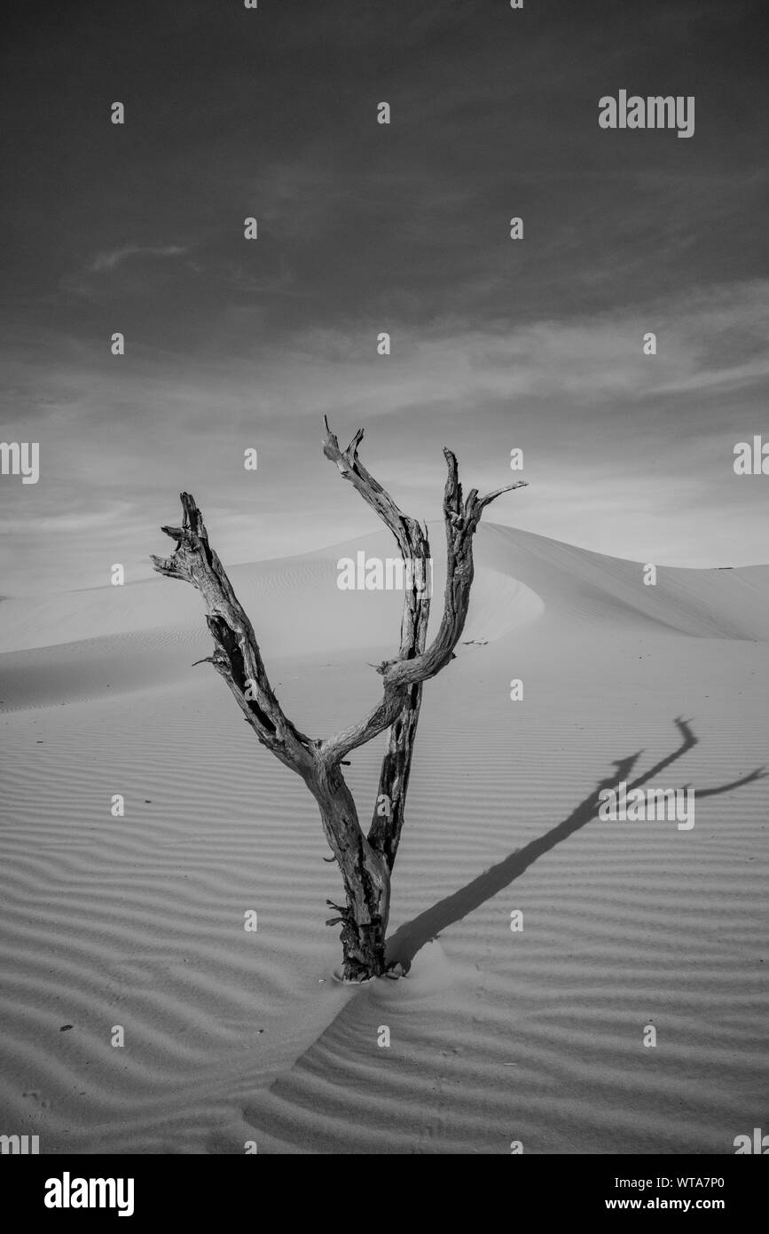 Dunes de sable et arbre sec dans les Jalapao National Park, dans le nord du Brésil Banque D'Images