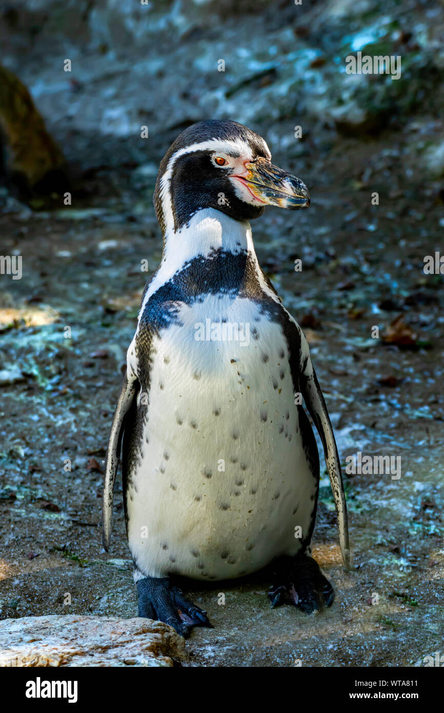 Penguin au Zoo de Newquay, à Cornwall, UK Banque D'Images