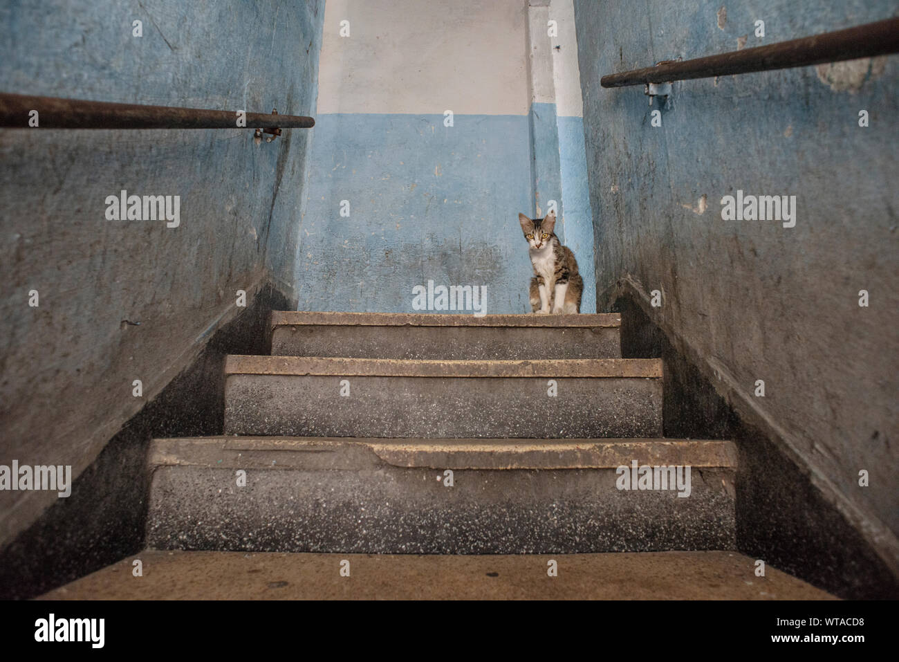 Pauvre Chat Banque D Image Et Photos Alamy