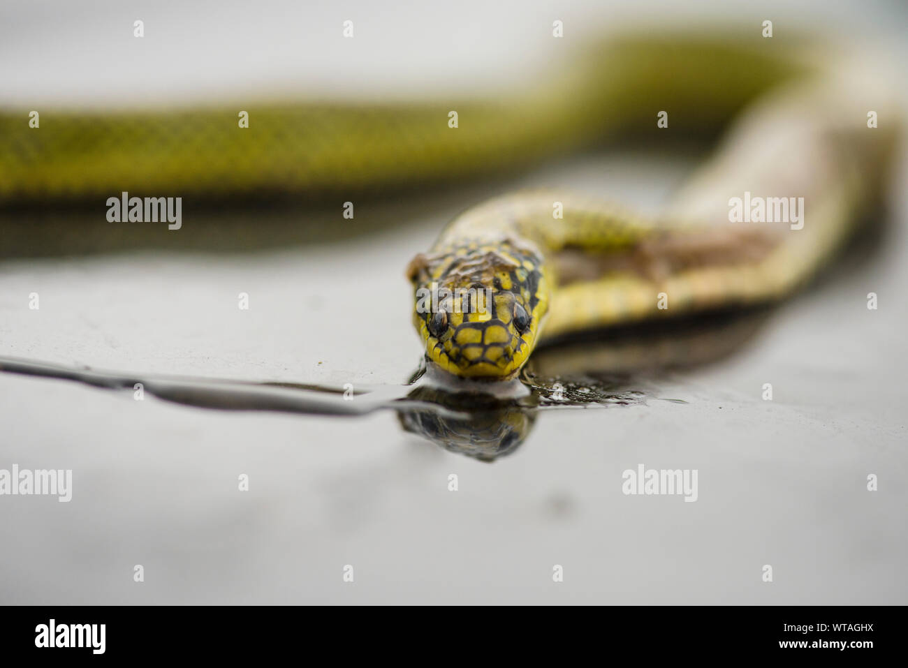 Serpent d'eau Banque de photographies et d’images à haute résolution — free download