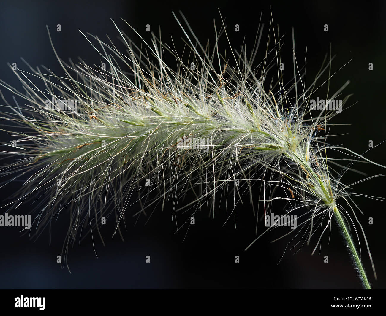 Libre d'une fleur d'actaeon (Pennisetum villosum herbe ornementale) avec un fond sombre Banque D'Images