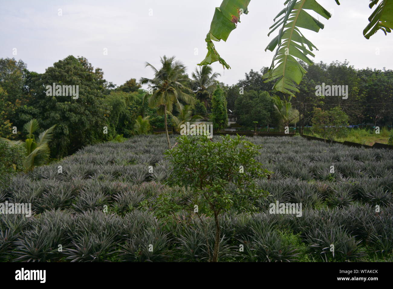Paysage verdoyant typique de village de Kerala Inde Banque D'Images