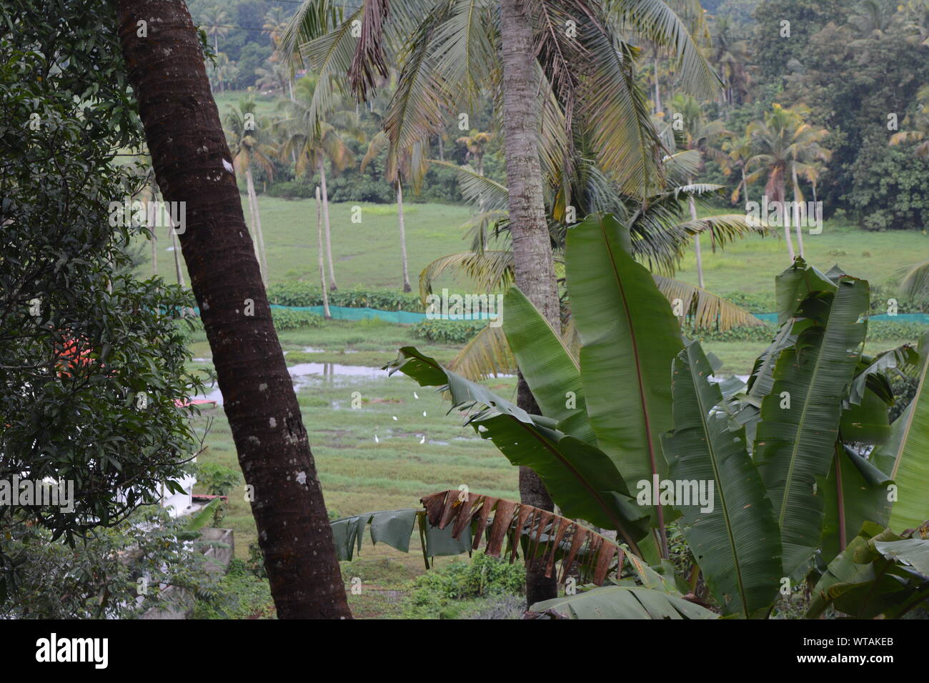 Paysage verdoyant typique de village de Kerala Inde Banque D'Images