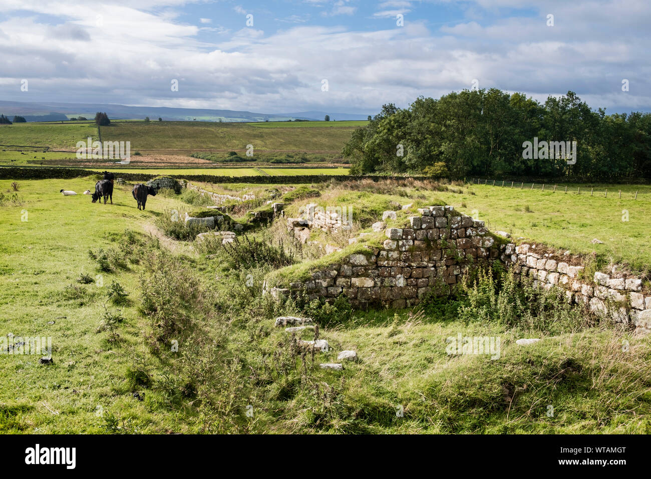 Ruines à Aesica Roman fort dans la campagne du Northumberland dans l'anglais des frontières au grand Chester sur la ligne du mur d'Hadrien, trail longue distance Banque D'Images