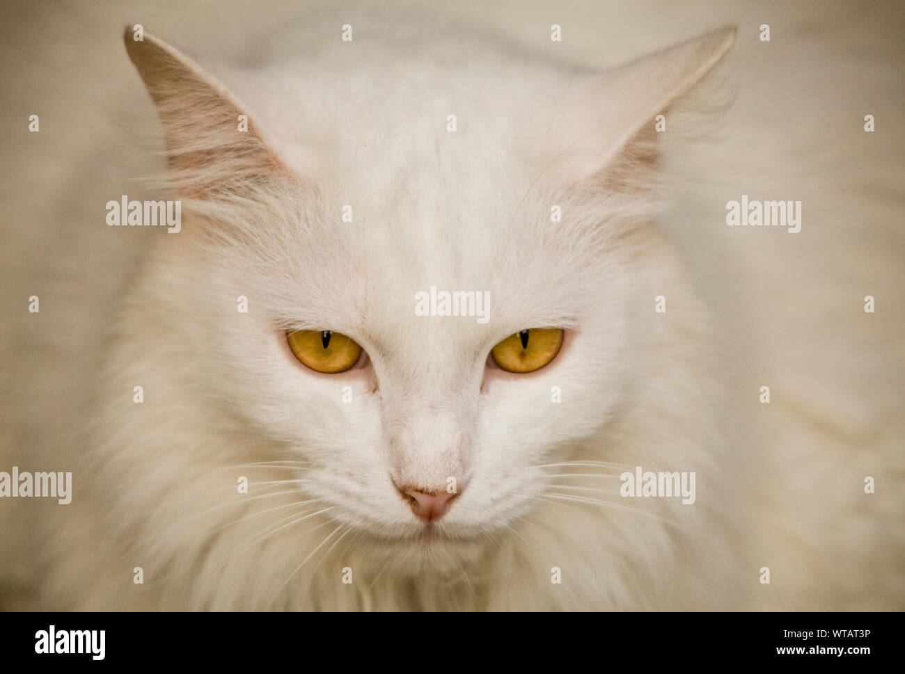 Beau chat blanc aux yeux jaunes Banque D'Images