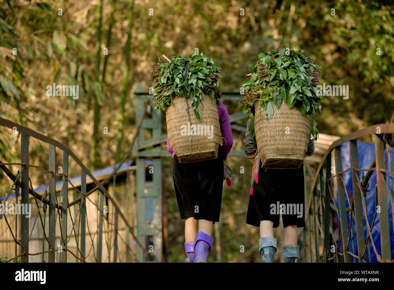 Tribu Hmong des femmes portant des paniers de plantes dans le foin Banque D'Images