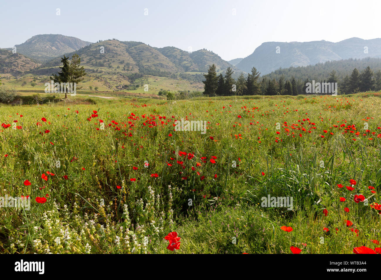 Fleurs de pavot au printemps ower les collines et thees à une distance à Pamukkale Turquie Banque D'Images
