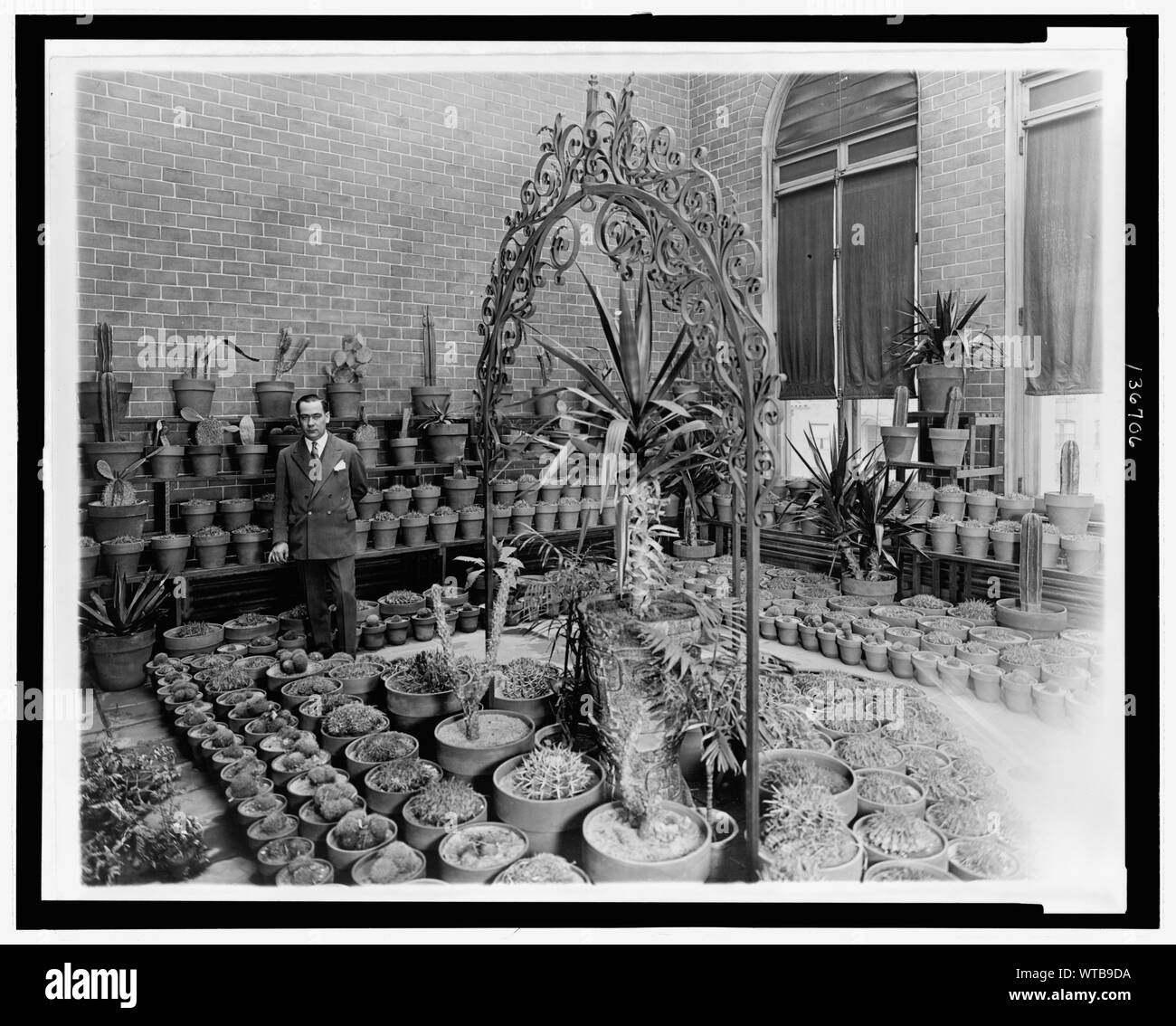 L'ambassadeur mexicain Don Manuel Tellez article au milieu des cactus en pot dans l'ambassade de Notman, Washington, D.C. Banque D'Images