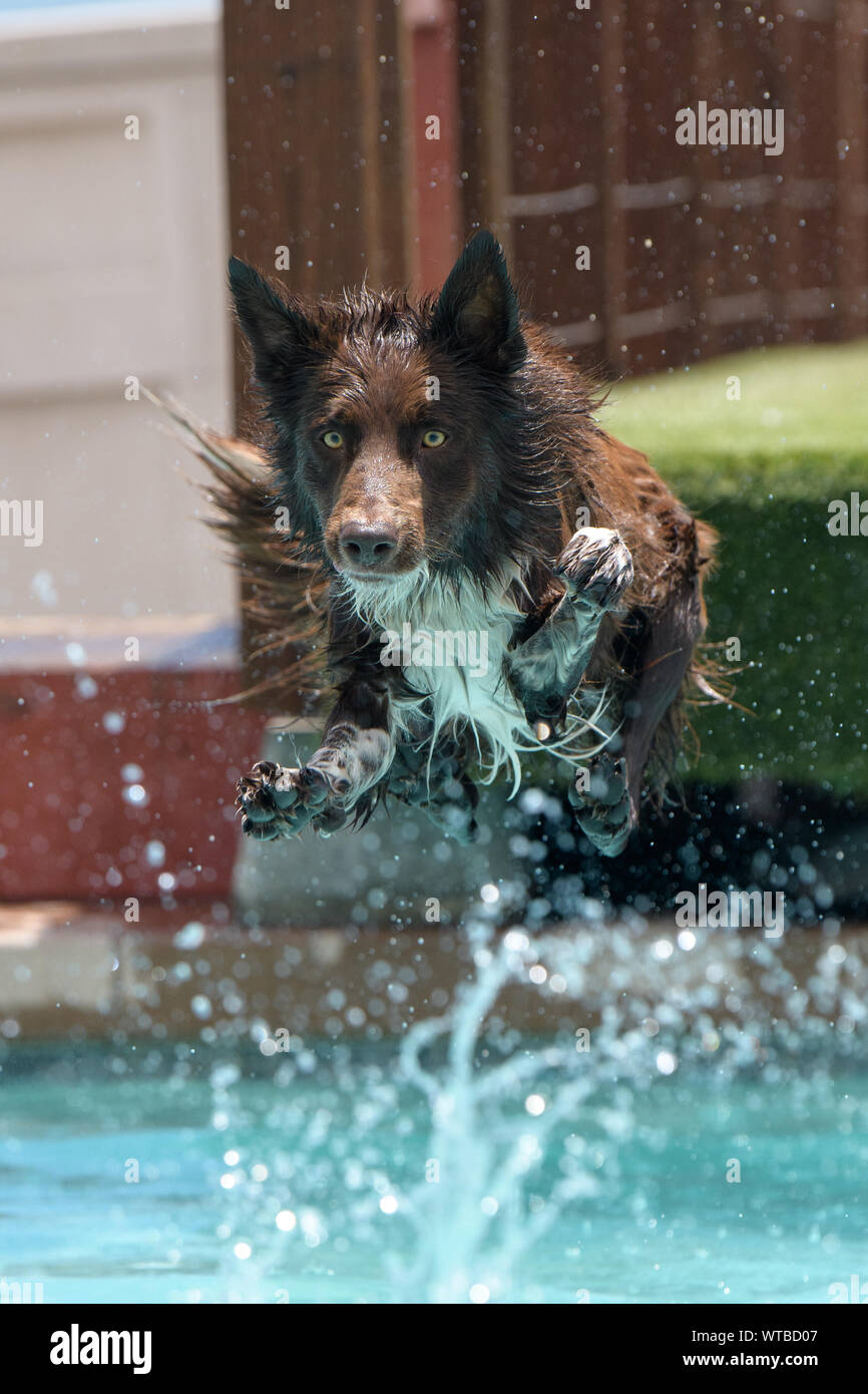 Border Collie brun et plongée sur dock à la terre dans l'eau Banque D'Images