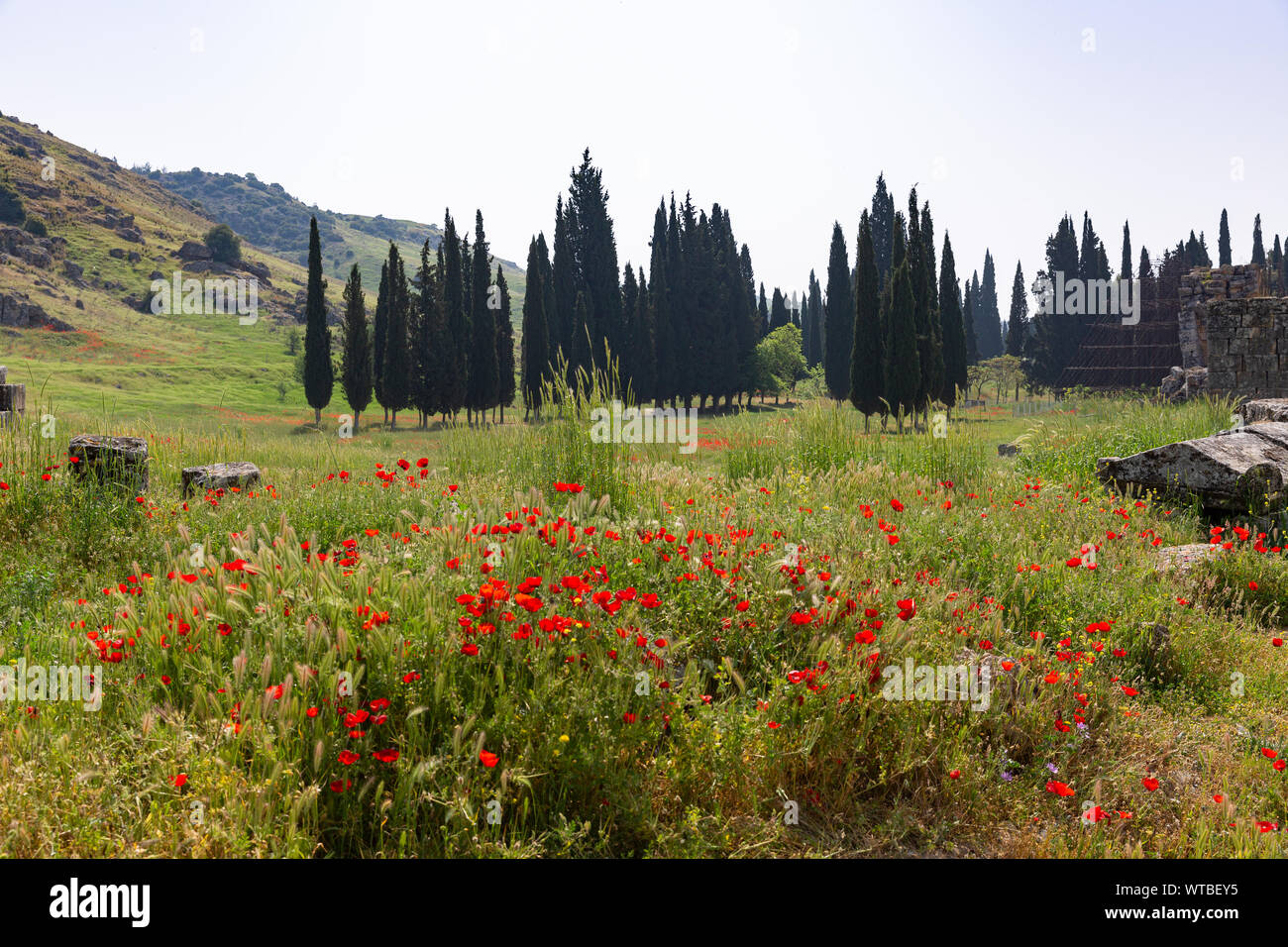 Chiot fleurs, herbe verte et de cyprès au loin, le printemps à Hiérapolis, Pamukkale, Denizli, Turquie Banque D'Images