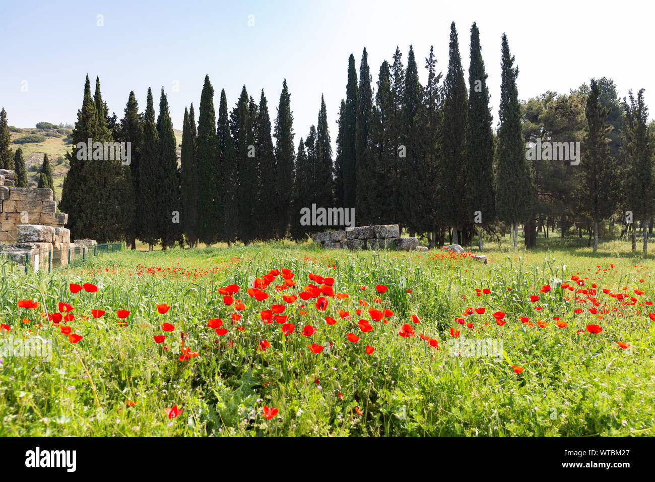 Chiot fleurs, herbe verte et de cyprès au loin, le printemps à Hiérapolis, Pamukkale, Denizli, Turquie Banque D'Images