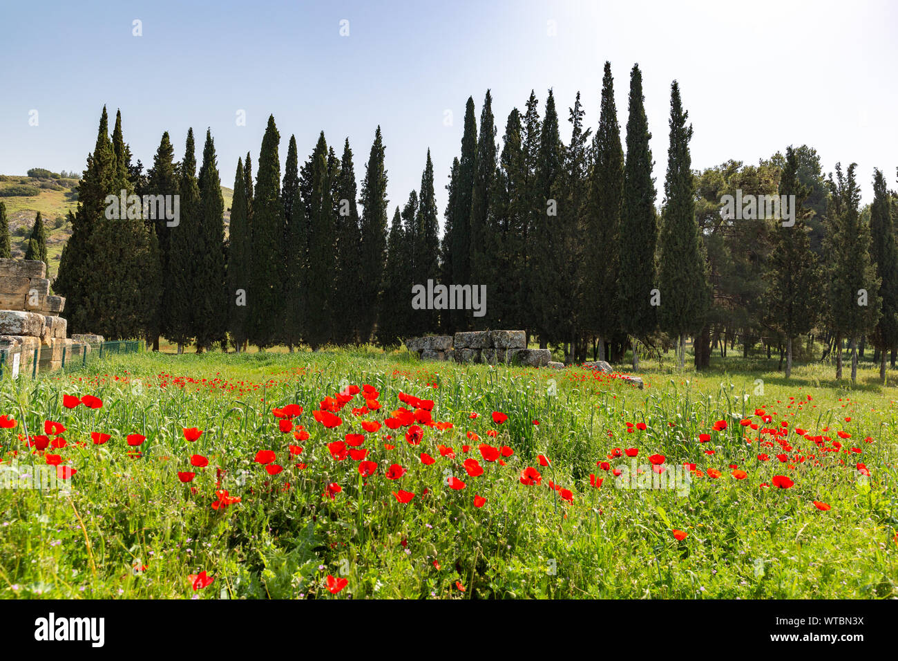 Chiot fleurs, herbe verte et de cyprès au loin, le printemps à Hiérapolis, Pamukkale, Denizli, Turquie Banque D'Images