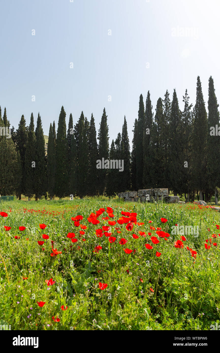 Chiot fleurs, herbe verte et de cyprès au loin, le printemps à Hiérapolis, Pamukkale, Denizli, Turquie Banque D'Images