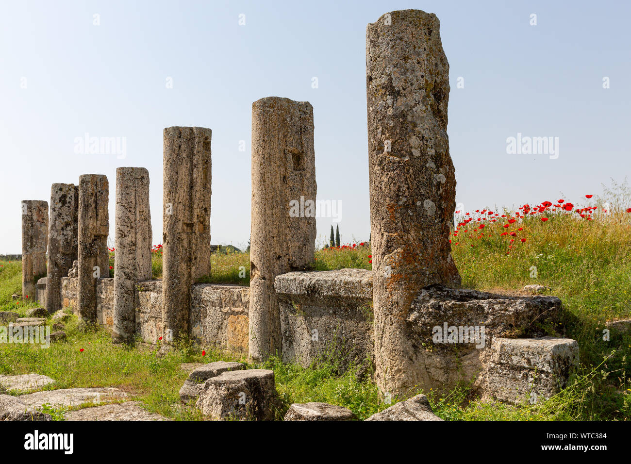 Les colonnes anciennes et fleurs cultivées dans la région de chiot agora Hiérapolis Pamukkale Turquie Banque D'Images