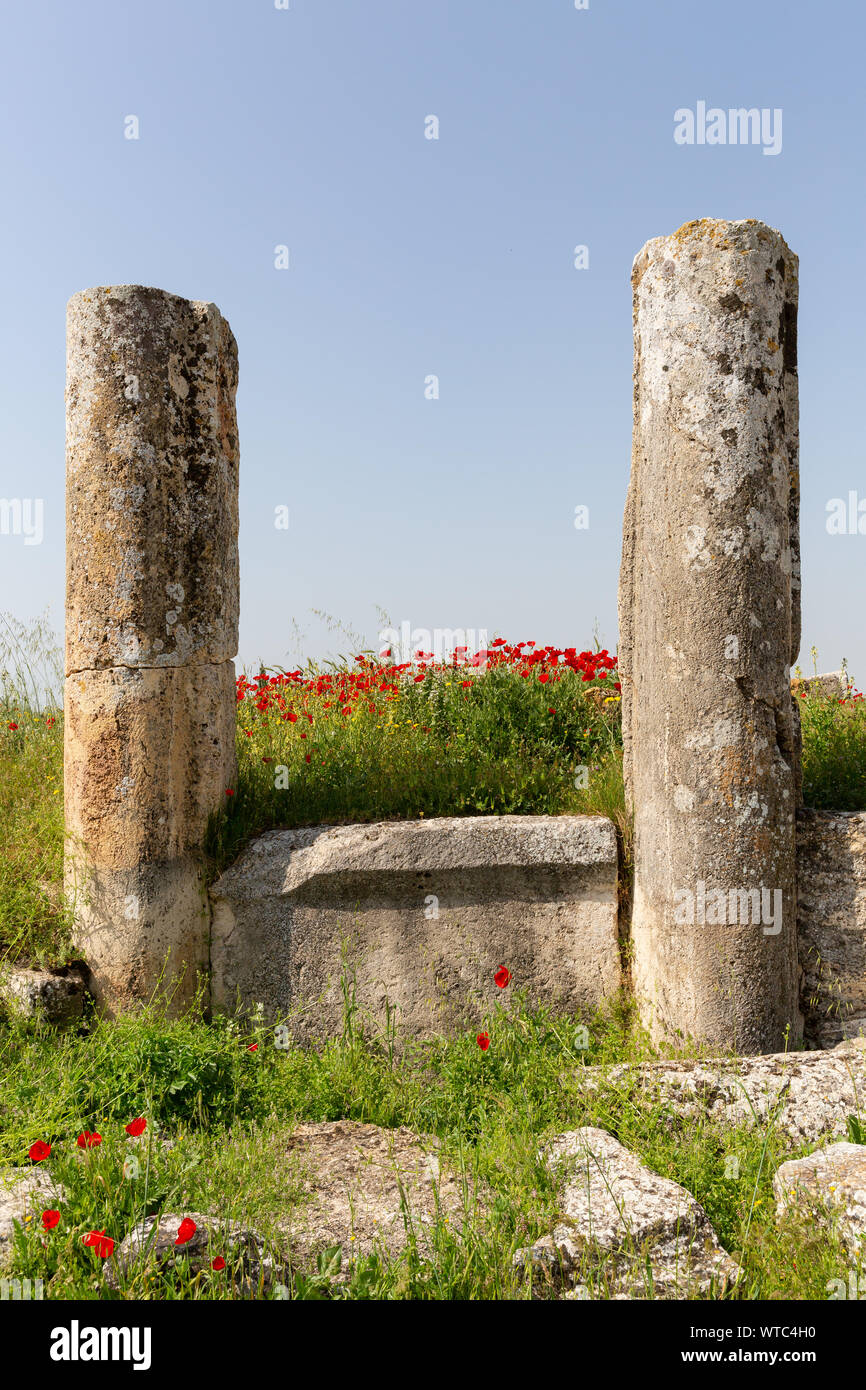 Les colonnes anciennes et fleurs cultivées dans la région de chiot agora Hiérapolis Pamukkale Turquie Banque D'Images