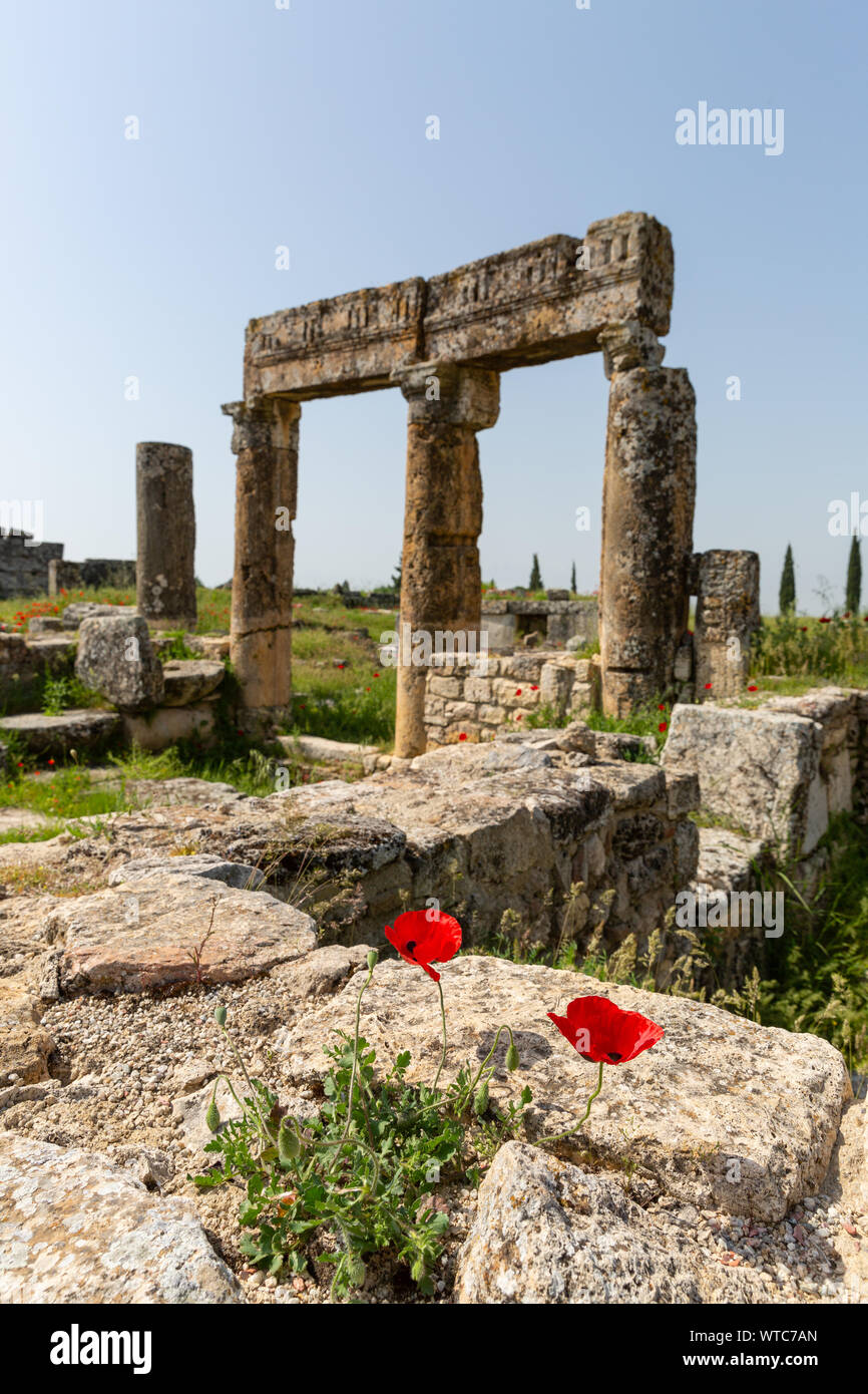 Les colonnes anciennes et fleurs cultivées dans la région de chiot agora Hiérapolis Pamukkale Turquie Banque D'Images
