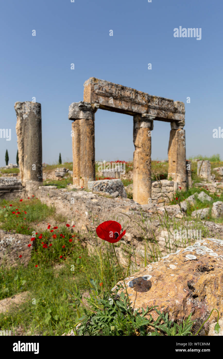 Les colonnes anciennes et fleurs cultivées dans la région de chiot agora Hiérapolis Pamukkale Turquie Banque D'Images