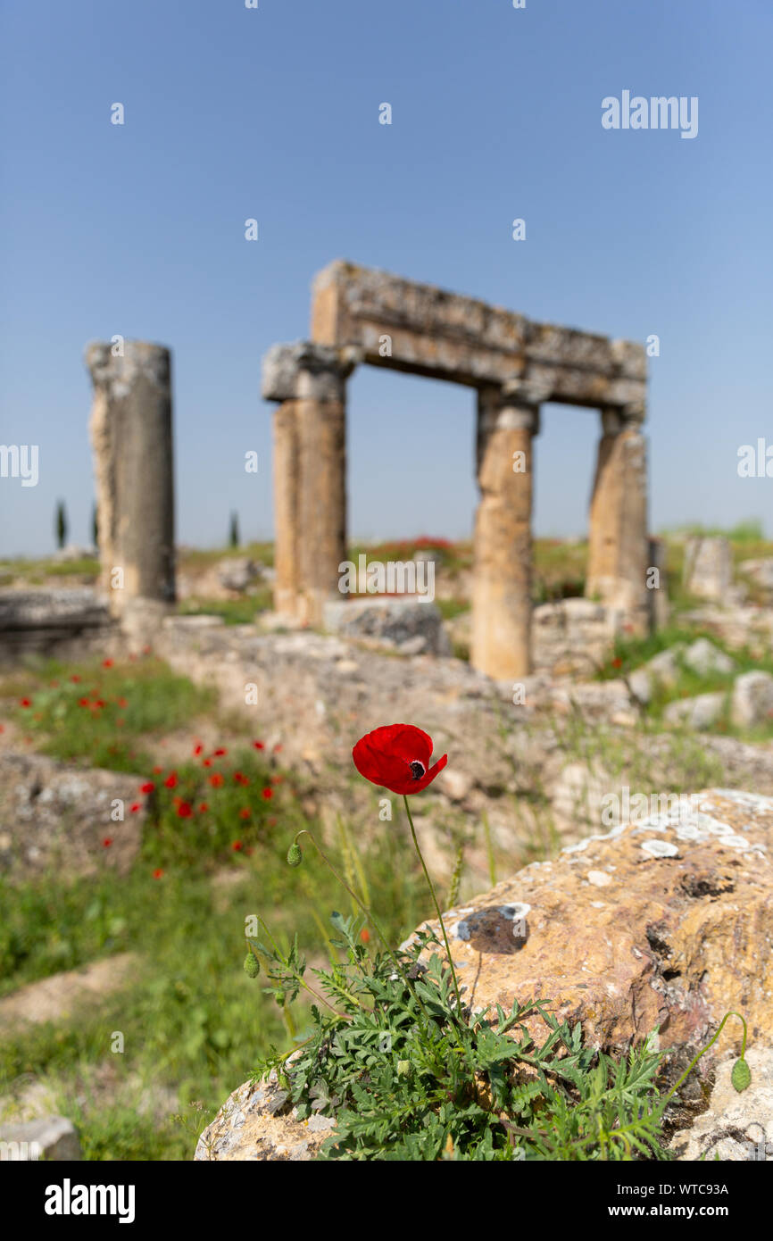 Les colonnes anciennes et fleurs cultivées dans la région de chiot agora Hiérapolis Pamukkale Turquie Banque D'Images