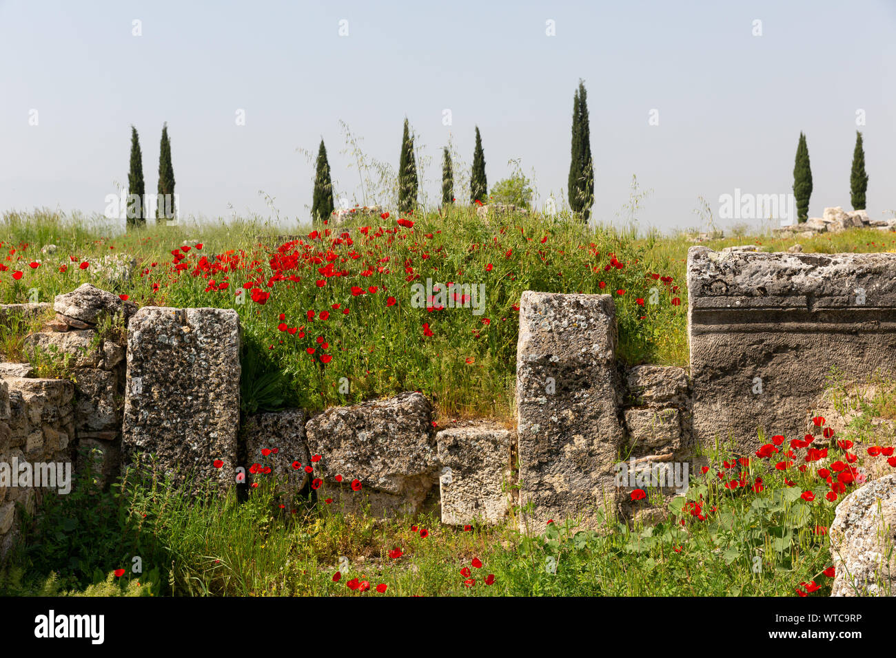 Cyprès dans une distance à travers les ruines des murs de l'agora Banque D'Images