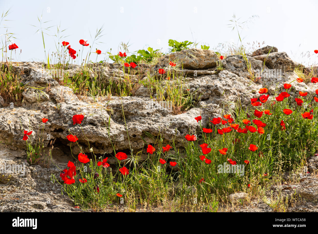 Fleurs de chiot plus anciennes ruines d'Hiérapolis pamukkale dans les murs de l'agora Banque D'Images