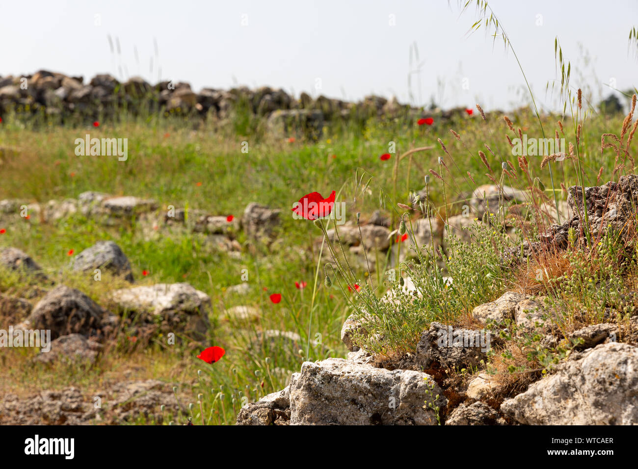 Fleurs de chiot plus anciennes ruines d'Hiérapolis pamukkale dans les murs de l'agora Banque D'Images