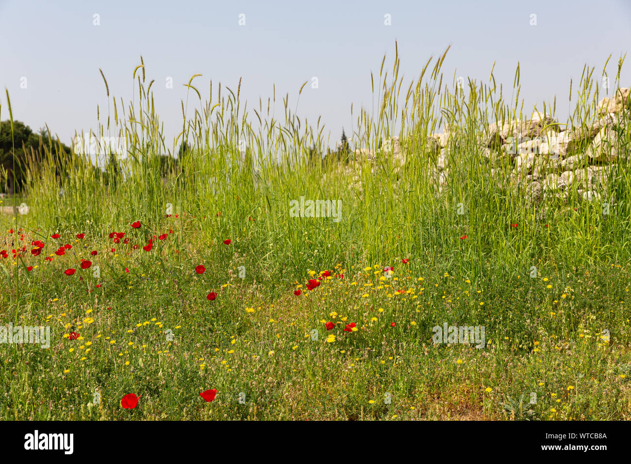 Chiot fleurs dans l'herbe verte longue Coton Pamukkale Hierapolis au Château Banque D'Images