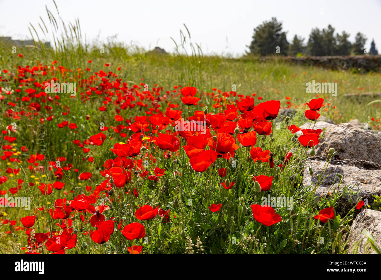 Fleurs de chiot plus anciennes ruines d'Hiérapolis pamukkale dans les murs de l'agora Banque D'Images