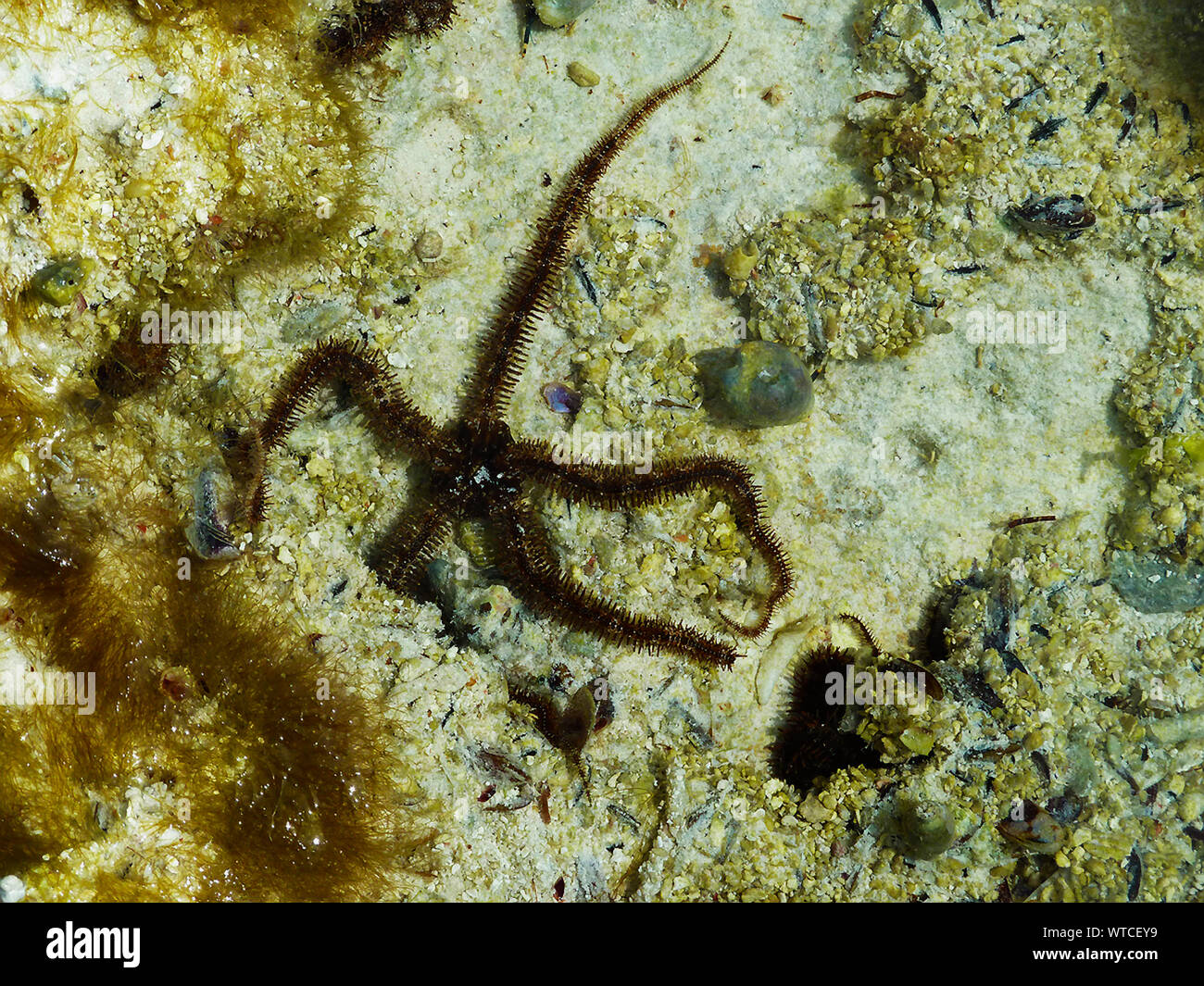 Comme son nom l'indique l'étoile fragile fragile sont liées à l'étoile de mer mais sont une famille distincte des échinodermes, et sont les plus mobiles. Banque D'Images
