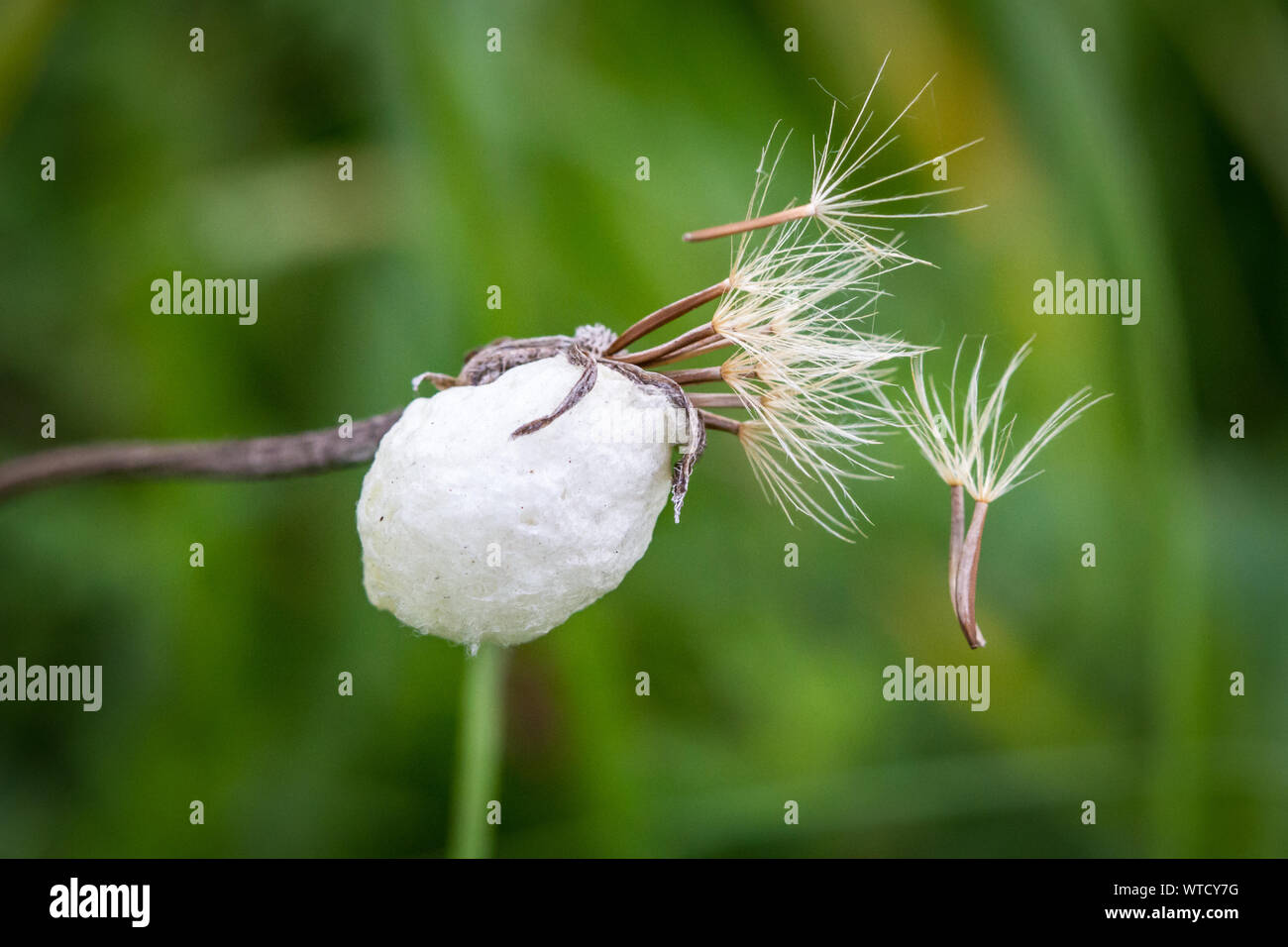 Chrysalides d'insectes Banque D'Images
