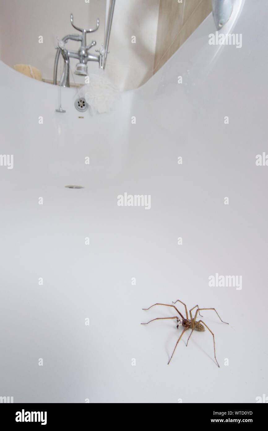 Maison géante araignée dans une baignoire à côté de boucher le trou, Eratigena atrica Banque D'Images
