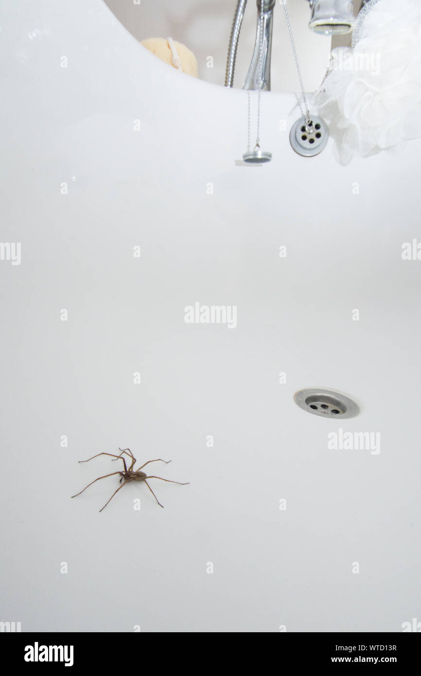 Maison géante araignée dans une baignoire à côté de boucher le trou, Eratigena atrica Banque D'Images