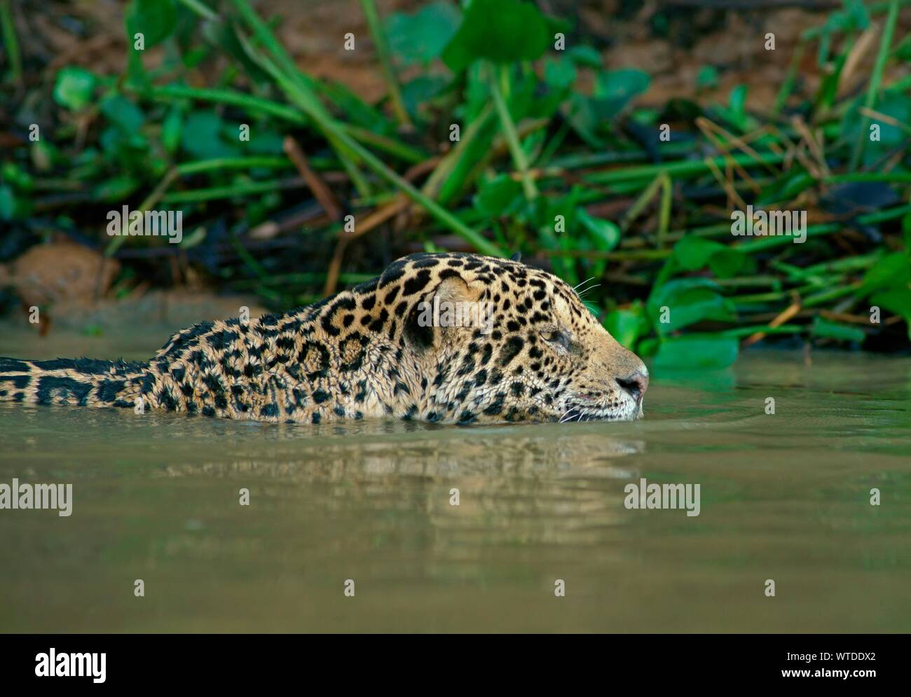 Jaguar Panthera Onca Nage Dans L eau Banque De Photographies Et D jaguar-panthera-onca-nage-dans-l-eau-banque-de-photographies-et-d