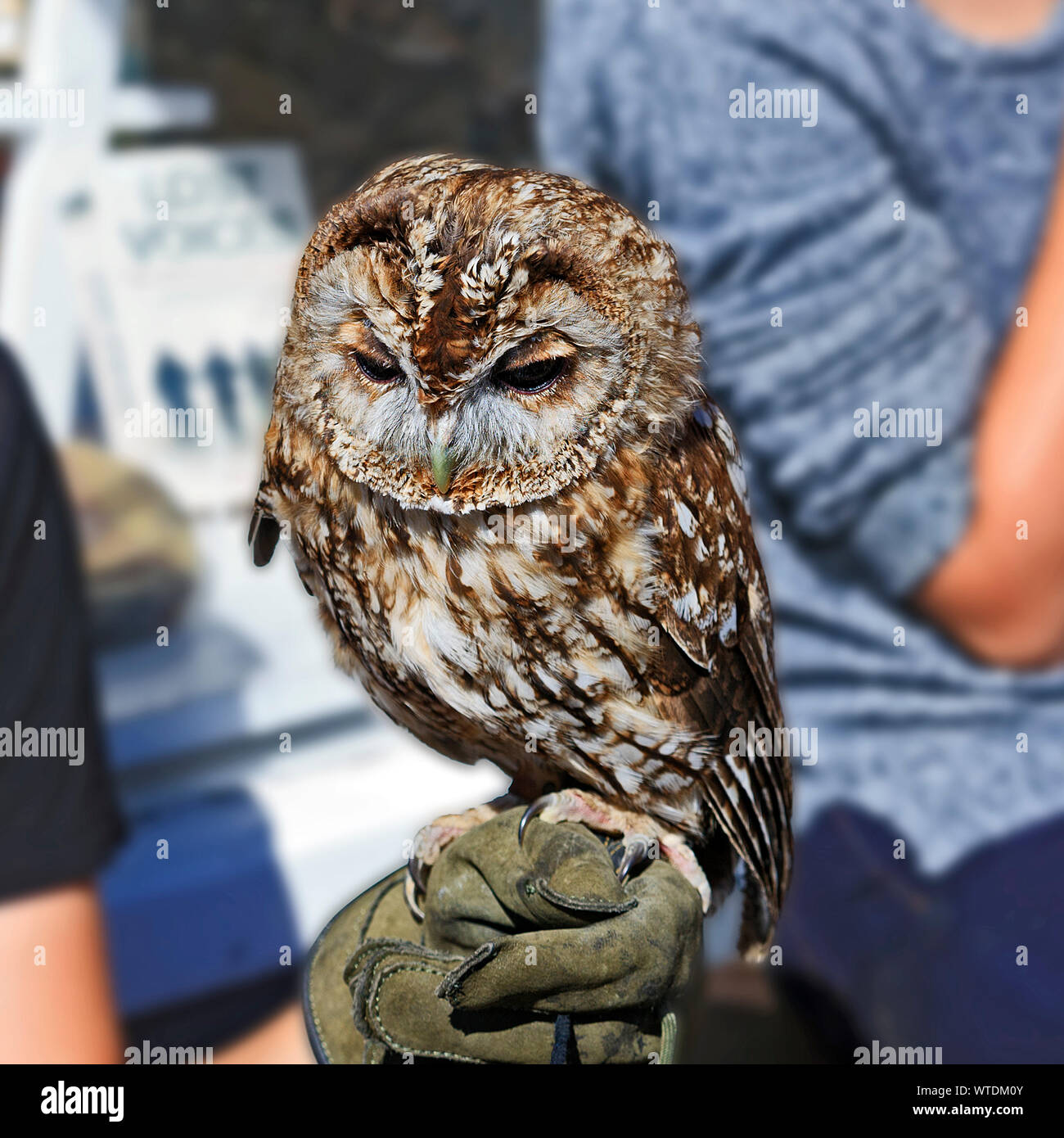 Petit Hibou sur gant avec girl handler Banque D'Images