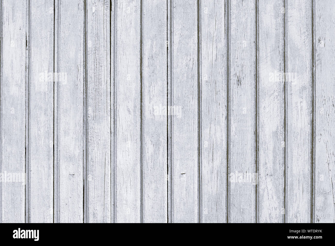 La palissade en bois peint en blanc. Vieille clôture rustique minable avec des clous. La texture du bois gris vintage, bandes arrière-plan. Banque D'Images